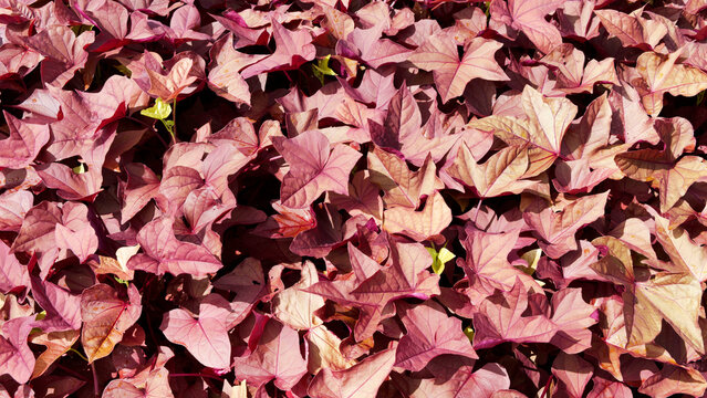 Ipomoea batatas - Sweet potato vine,  groundcover plant with ornamental coppery foliage tinged with purple.