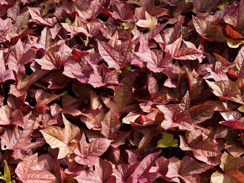 Ipomoea batatas (Sweet Potato Vine) displays deep purple, lobed leaves spreading across the ground surface.