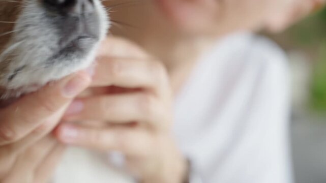 Person checking dog's teeth and gums