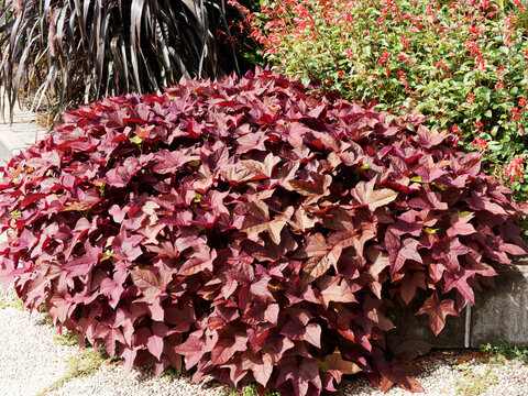 Ornamental sweet potato vine 'Caroline bronze' (Ipomoea batatas), creeping garden plant with decorative lobed and heart-shaped, cooper-bronze-colored leaves