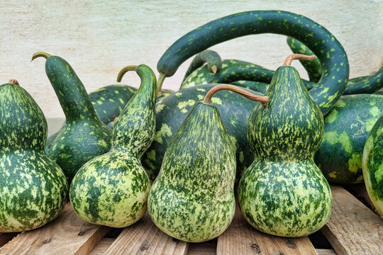 Harvested Lagenaria Siceraria 'Froggy' bottle gourds with green speckled skin