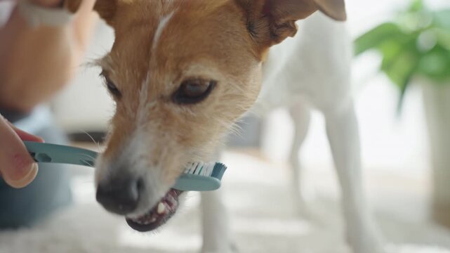 Jack Russell terrier dog biting toothbrush during teeth brushing at home