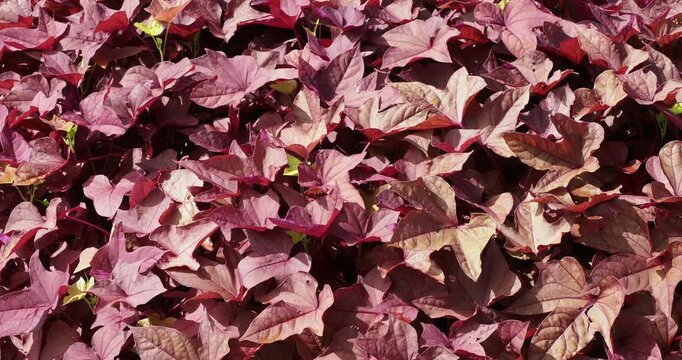  Ipomoea batatas |  Sweet potato vine' Caroline bronze' - Camote - Brazilian arrowroot. Ornamental plant with lobed, heart-shaped, creeping bronze  foliage colored tinged with purple
