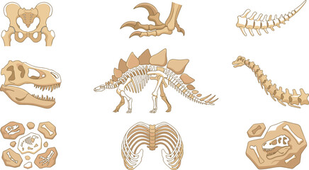 Dinosaur Skeleton and Paleontology Fossil Vector Set with Stegosaurus, T-Rex Skull, Spine, Ribcage, Claw, and Archeological Excavation Site Finds © MstAkhlima