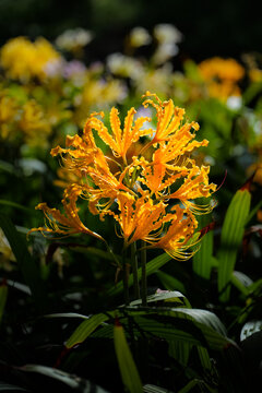 Dreamy aesthetic suddenly smiles (yellow daylily) material: close-up of a plant with golden curly petals and long stamens