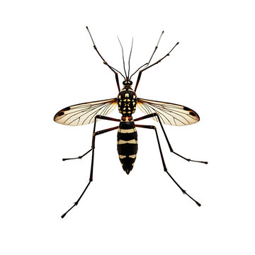 Macro shot of a crane fly insect isolated on transparent background
