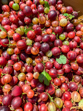 Fresh ripe gooseberry harvest with colorful tasty berry