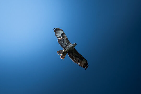 Common Buzzard soaring in flight against a clear blue sky