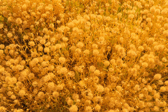Golden dandelion seed field natural floral background texture