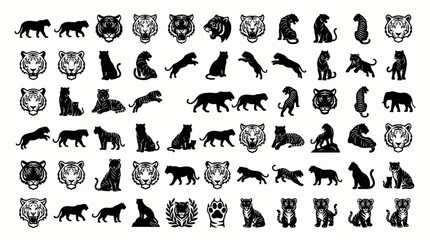 Fototapeta premium A big collections of tiger and tiger cubs vector and silhouettes 