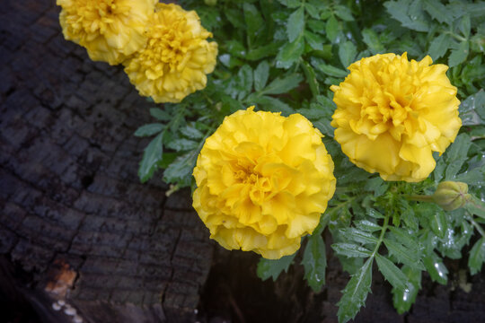 花壇に植えたマリーゴールド