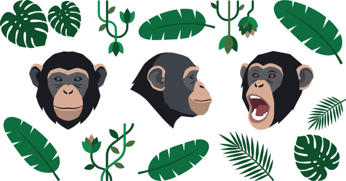 Chimpanzee and Tropical Jungle Leaf Vector Element Set with Ape Head Portraits, Monstera, Palm Leaves, and Vines for Wildlife Conservation Graphics