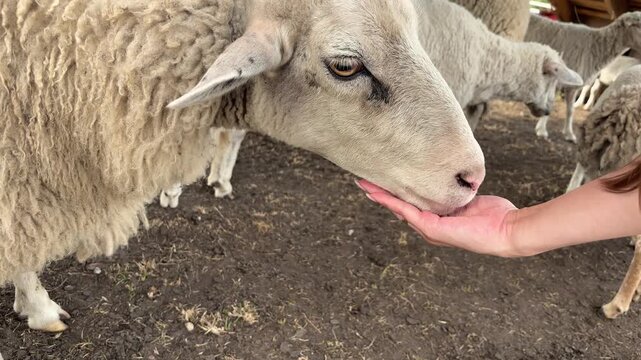 Close-up of a sheep eating grain from a woman&rsquo;s open hand.