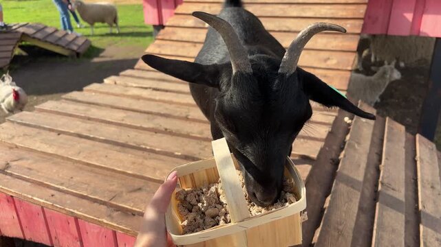 Black goat eats grain from a wooden basket at an outdoor petting farm.