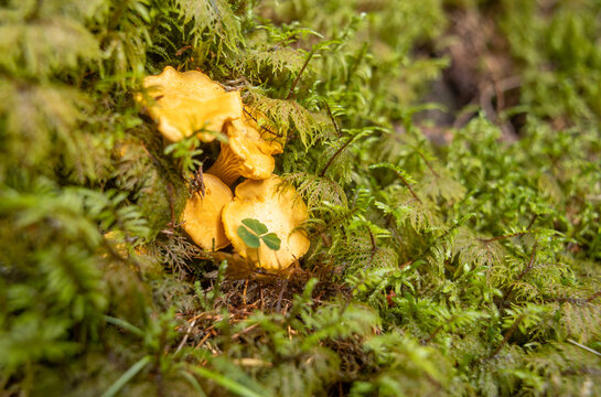 Golden chanterelle mushroom among moss in forest during autumn