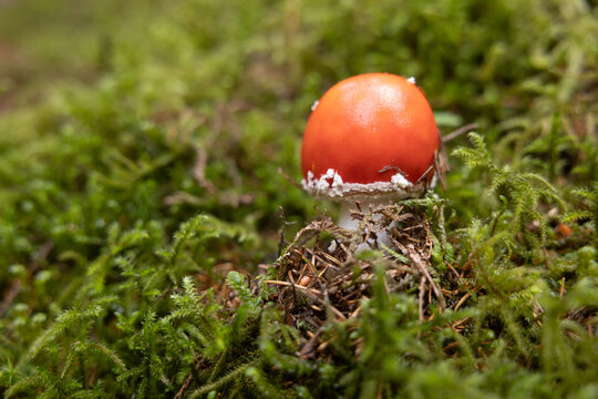 Red mushroom growing among moss in a forest floor