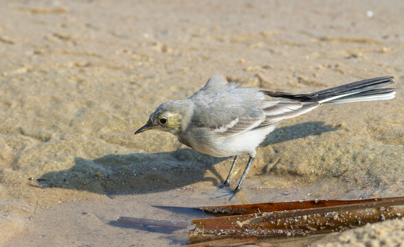 White wagtail bird foraging on sandy riverbank