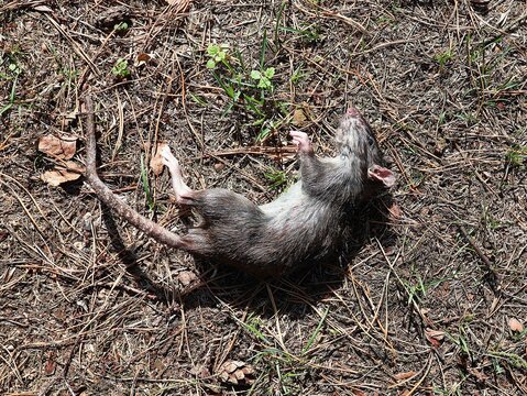 Dead brown rat on the dry grass, seen from above.