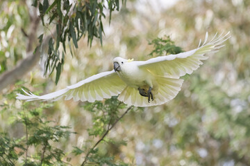 Cockatoo Flying Through the Trees © Craig