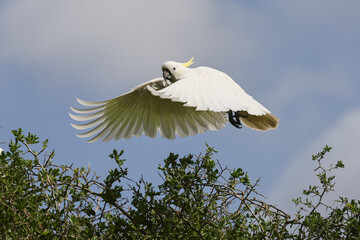 Cockatoo Taking Off from It's Tree Top Perch © Craig