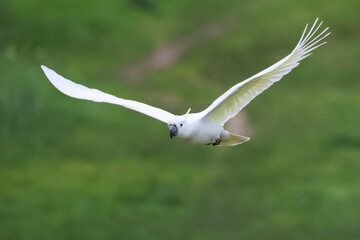 Cockatoo with Wings Spread in Mid Air © Craig