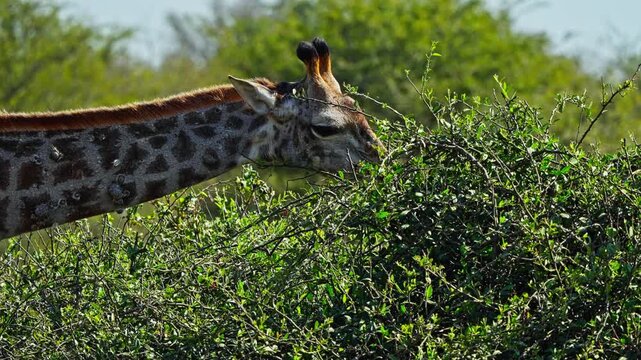 4k handheld close-up, giraffe feeds on green shrubs in South Africa, showing natural behaviour, patterned coat and long neck in a bushland setting