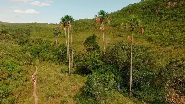 Cerrado vegetation surrounds tall buriti palms and a narrow trail near Almecegas, with dense scrubland and rolling hills forming a typical savanna biome in Goias, drone forward flyover