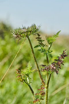 Flowers Wild Carrot bloom against green field and blue sky in high definition.