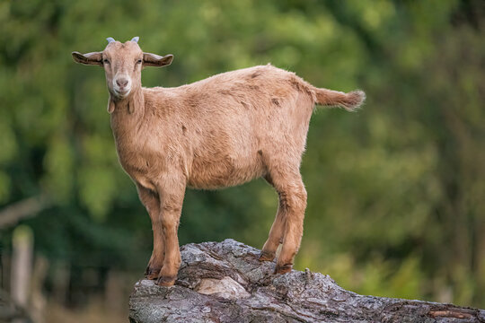 Young Brown Goat Standing Confidently on Log