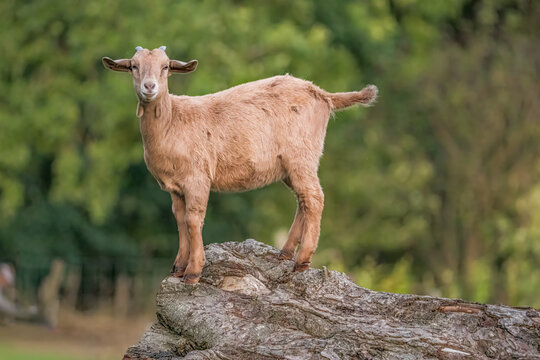 Young Brown Goat Standing Confidently on Log