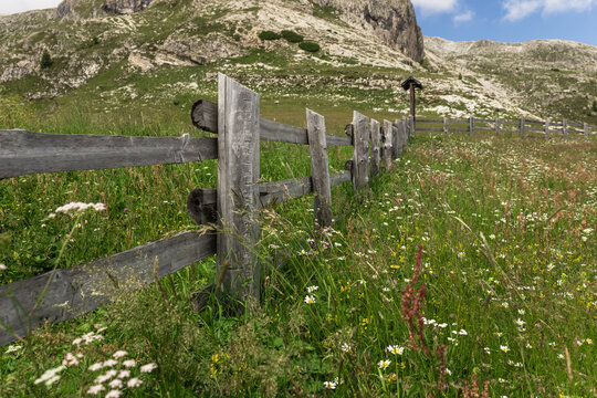 Dolomites mountain meadow with rustic wooden fence and wildflower