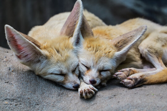 Good friends bat-eared foxes cuddle up and sleep together