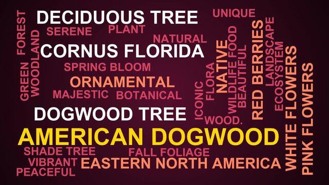 American Dogwood Word Cloud