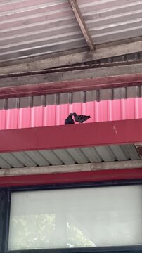  Two cute pigeons kissing and bonding together on a red roof ledge, symbol of love and romance