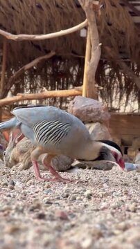 Chukar Partridge Searching for Food on the Ground
