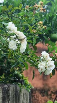 Rain Falling on White Roses in a Lush Garden