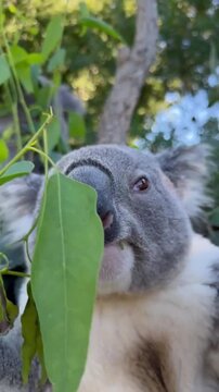 Cute koala resting and eating eucalyptus leaves in a tree