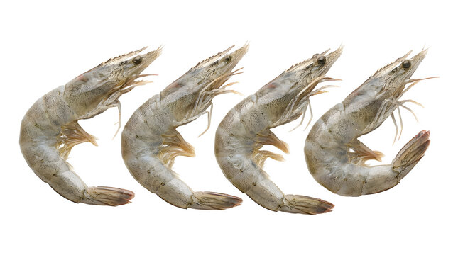 Four raw grey shrimp arranged in a horizontal row isolated on a transparent background