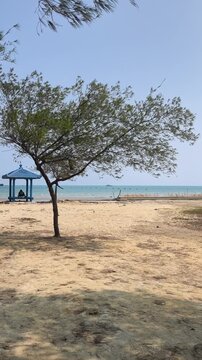 A serene tropical coastline features a lone weathered tree casting shade upon the golden sand near a calm ocean tide under bright daylight while a small shelter structure stands nearby in the