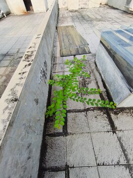 wild plant on the rooftop