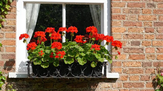 Red geraniums in window box on brick wall.