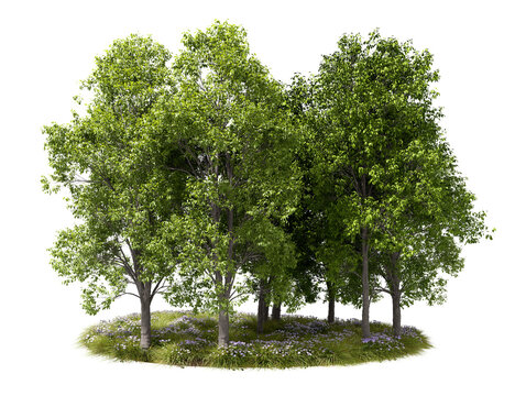 Evergreen trees woods natural with flowers grass grounds on transparent backgrounds 3d rendering png