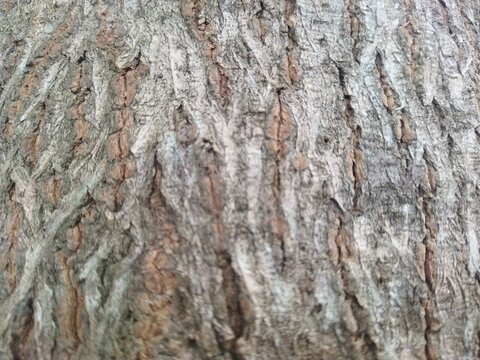 Close-up view of tree bark texture.
