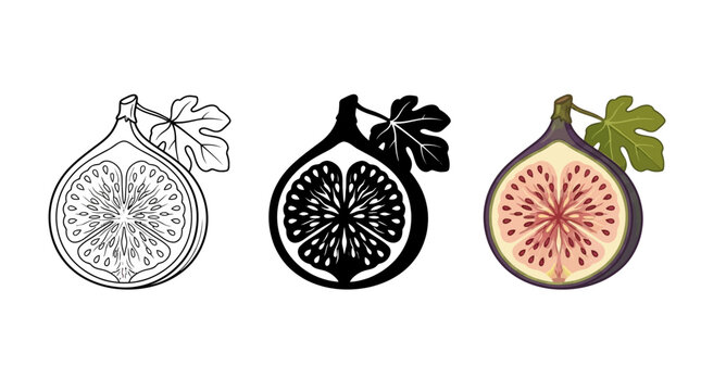 Set of three vector illustrations showing a halved fig fruit in line art silhouette and full color style for creative graphic design projects