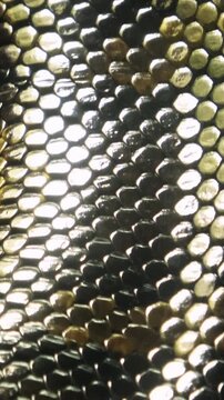 Vertical, super closeup shot of the living Burmese python skin, beautiful texture.	