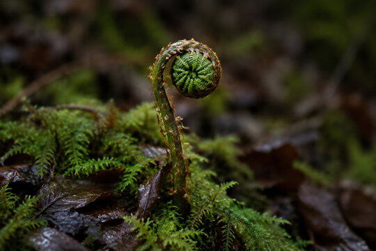 Involute fern fiddlehead in forest moss, growth and nature renewal concept