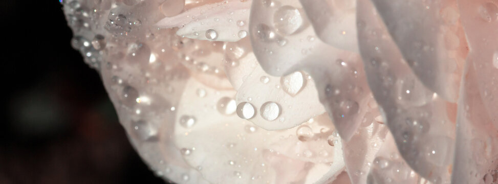 Delicate white rose petal close-up with water droplets and morning dew macro