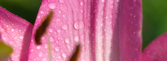 Obraz premium Macro view of a pink lily petal covered in dew and water droplets, showing delicate texture, soft light and a blurred green background for a fresh, natural floral mood.