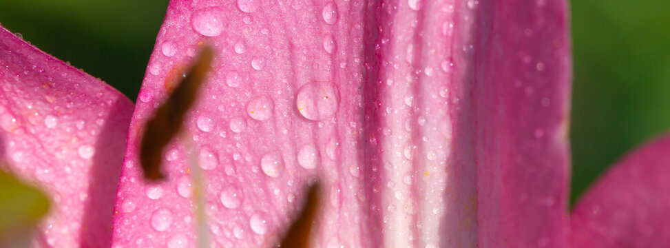 Macro view of a pink lily petal covered in dew and water droplets, showing delicate texture, soft light and a blurred green background for a fresh, natural floral mood.