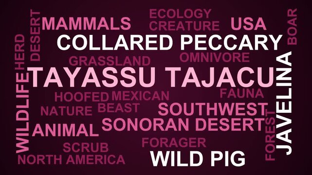 Tayassu Tajacu Word Cloud